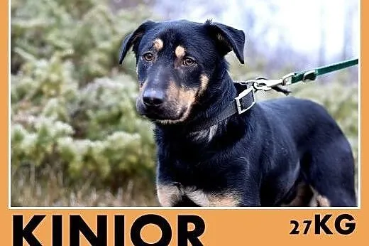 KINIOR,27kg,średni,łagodny,spokojny pies do adopcji,  śląskie Katowice