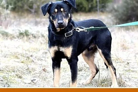 KINIOR,27kg,średni,łagodny,spokojny pies do adopcj
