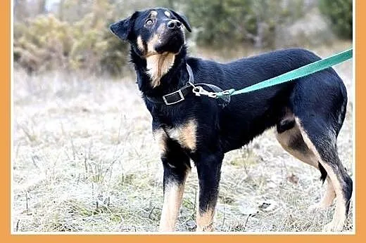KINIOR,27kg,średni,łagodny,spokojny pies do adopcj