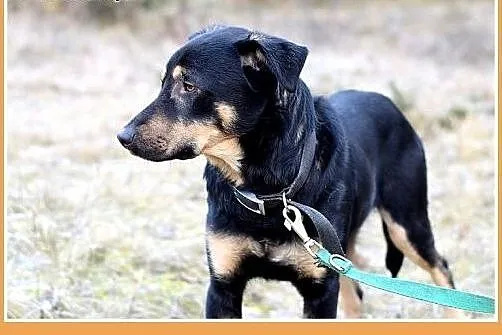 KINIOR,27kg,średni,łagodny,spokojny pies do adopcj