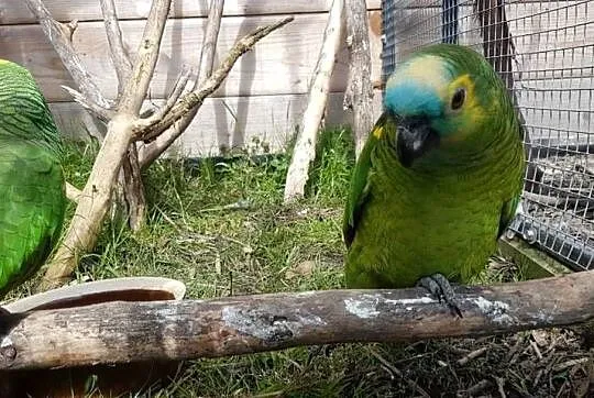 Amazonka niebieskoczelna