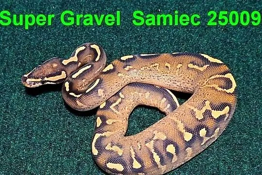 Pyton królewski Super Gravel samiec