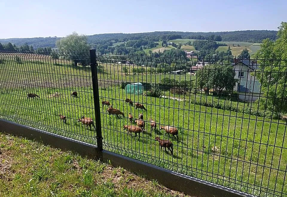 Sprzedam barany barbadosy, Podkarpackie, Dębica