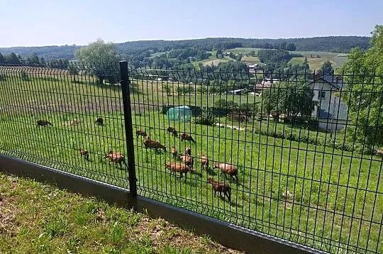 Sprzedam barany barbadosy, Podkarpackie, Dębica