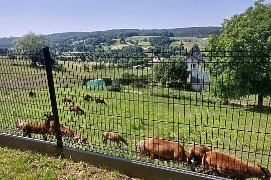 Sprzedam barany barbadosy, Podkarpackie, Dębica