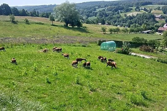 Sprzedam barany barbadosy, Podkarpackie, Dębica