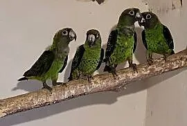 Afrykanki