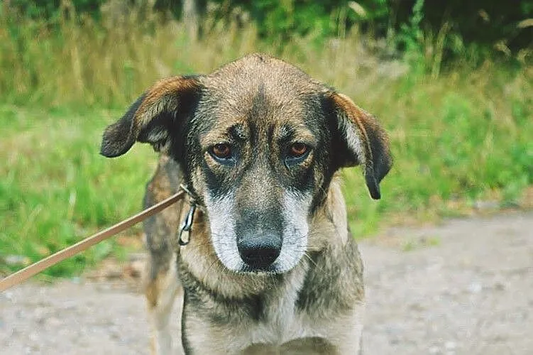 Dora, skrzywdzona przez los sunia nie traci nadzie