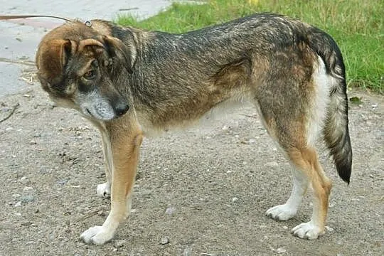 Dora, skrzywdzona przez los sunia nie traci nadzie