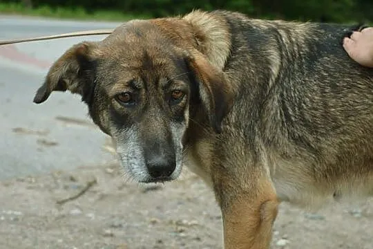 Dora, skrzywdzona przez los sunia nie traci nadzie