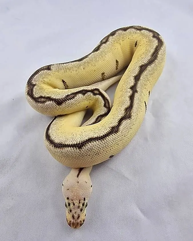 Pyton królewski python regius samica, Dolnośląskie, Wrocław