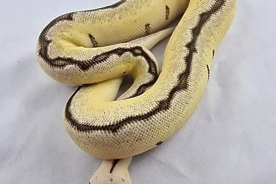 Pyton królewski python regius samica, Dolnośląskie, Wrocław