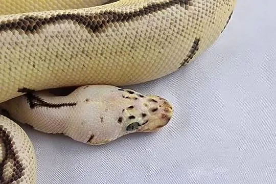 Pyton królewski python regius samica, Dolnośląskie, Wrocław