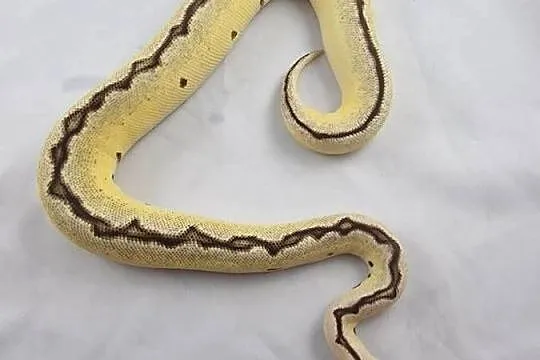 Pyton królewski python regius samica, Dolnośląskie, Wrocław