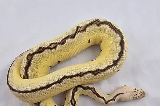 Pyton królewski python regius samica, Dolnośląskie, Wrocław