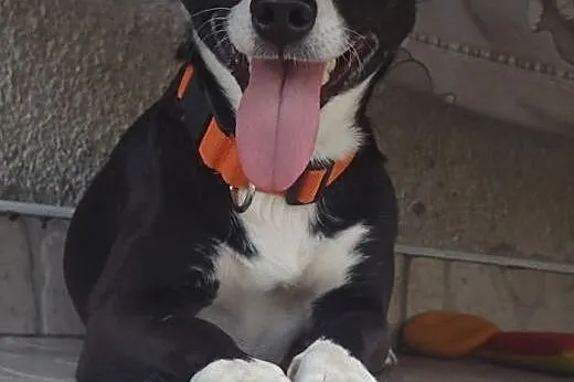 DORI- 9kg sunia szuka domu FILMIK,  Kundelki cała Polska