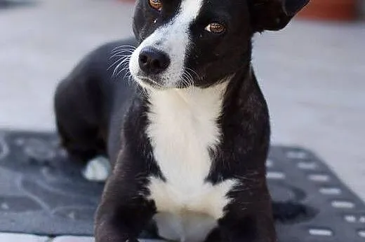 DORI- 9kg sunia szuka domu FILMIK,  Kundelki cała 