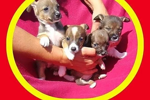 ADOPCJA Małe szczeniaczki dwumiesięczne, szukają d