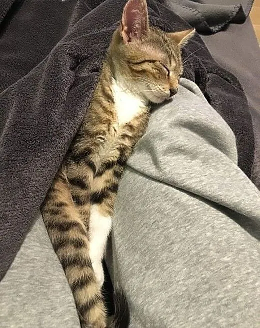 Młodziutki kotek OLAF poleca się do adopcji!, maz