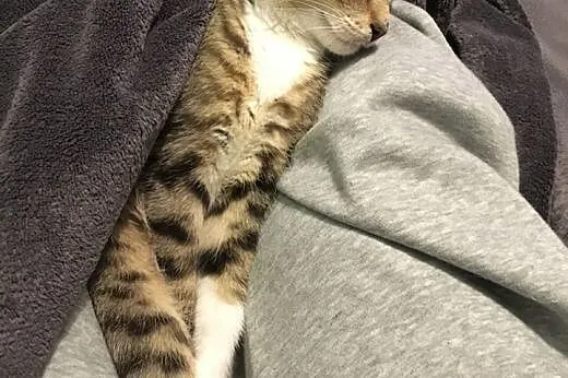 Młodziutki kotek OLAF poleca się do adopcji!,  maz