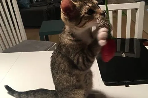 Młodziutki kotek OLAF poleca się do adopcji!,  maz