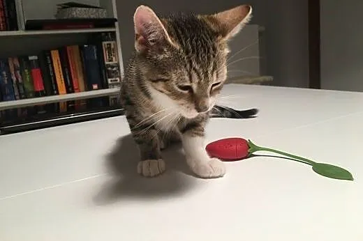 Młodziutki kotek OLAF poleca się do adopcji!,  maz