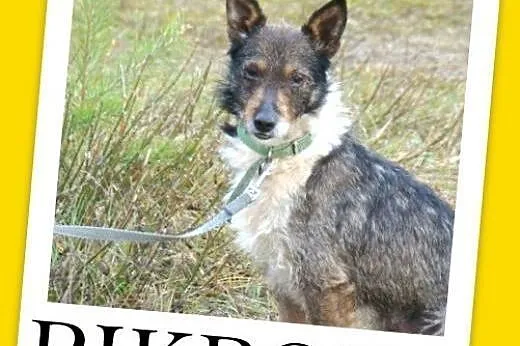 7 kg,rodzinny,wesoły,łagodny,przyjazny piesek PIKPOK.Adopcja,  dolnośląskie Wrocław