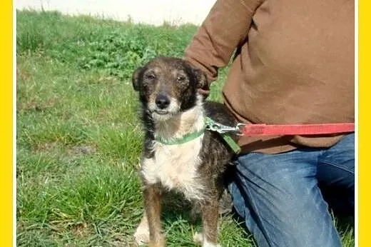 7 kg,rodzinny,wesoły,łagodny,przyjazny piesek PIKP