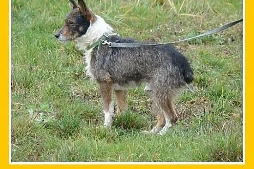 7 kg,rodzinny,wesoły,łagodny,przyjazny piesek PIKP