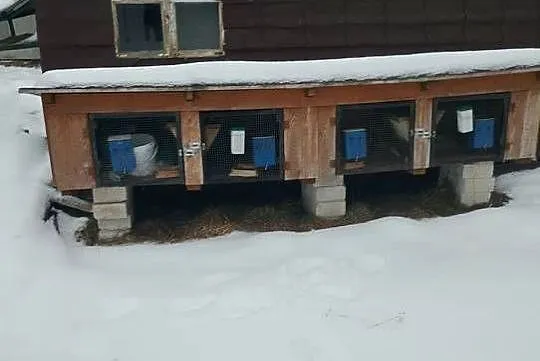 Klatka dla królików