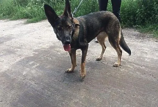 Niki - 9-miesięczna suczka w typie Owczarka Niemie