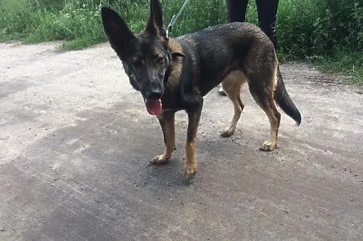 Niki - 9-miesięczna suczka w typie Owczarka Niemie