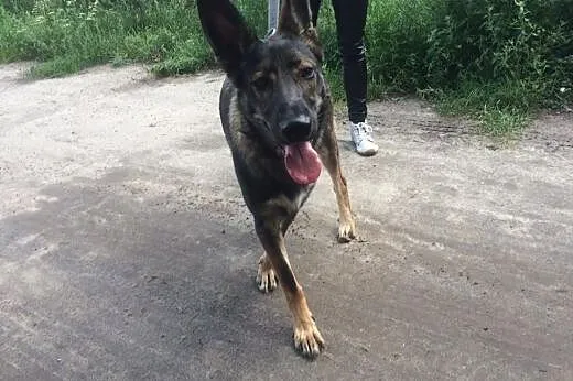 Niki - 9-miesięczna suczka w typie Owczarka Niemie