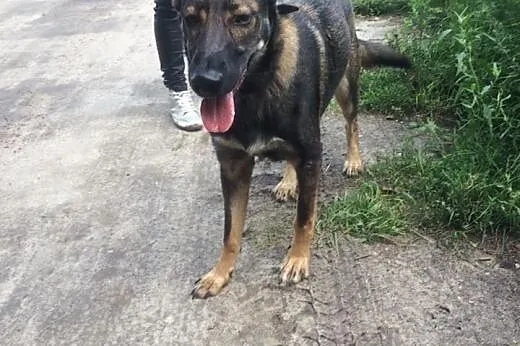 Niki - 9-miesięczna suczka w typie Owczarka Niemie