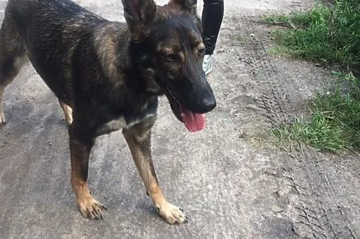 Niki - 9-miesięczna suczka w typie Owczarka Niemie