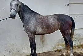 Sprzedam 3-letniego konia rasy holsztyńskiej
