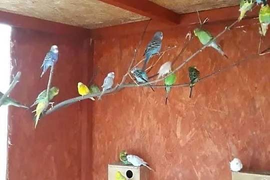 Papugi Faliste, Pomorskie, Pelplin