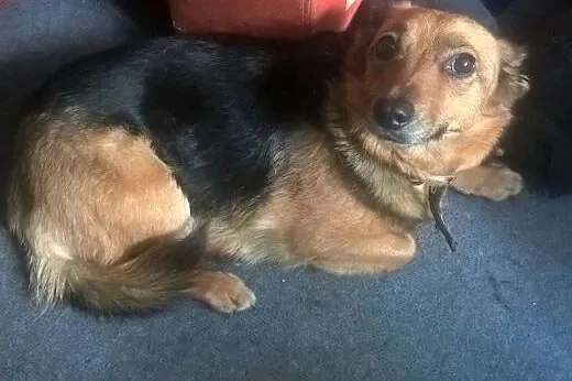 Sunia Sonia do adopcji,  łódzkie Łódź