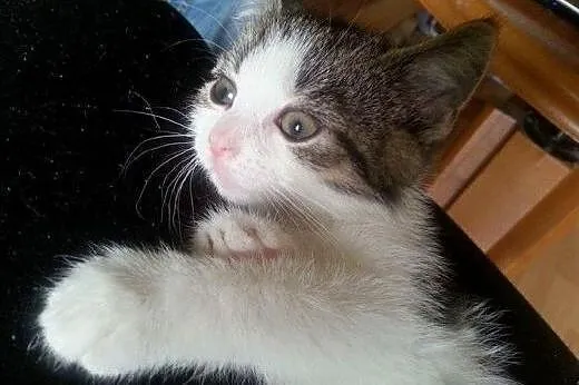 Sunia Sonia do adopcji,  łódzkie Łódź