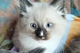 Kocięta ragdoll z rodowodem