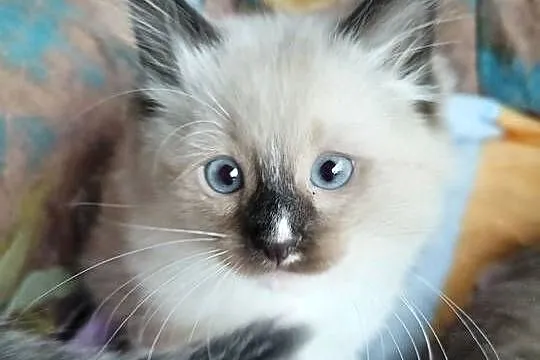 Kocięta ragdoll z rodowodem