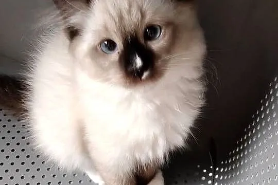 Kocięta ragdoll z rodowodem, Pomorskie, Pruszcz Gdański