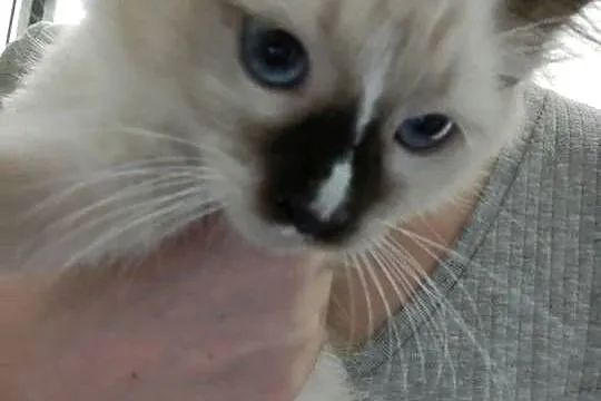 Kocięta ragdoll z rodowodem, Pomorskie, Pruszcz Gdański