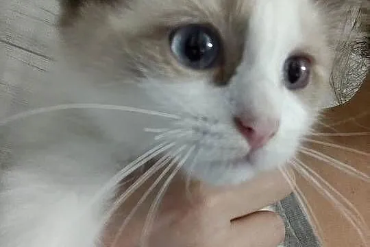 Kocięta ragdoll z rodowodem, Pomorskie, Pruszcz Gdański