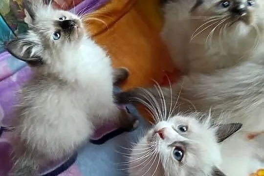 Kocięta ragdoll z rodowodem, Pomorskie, Pruszcz Gdański