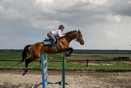 Sprzedam konia sportowego, , 