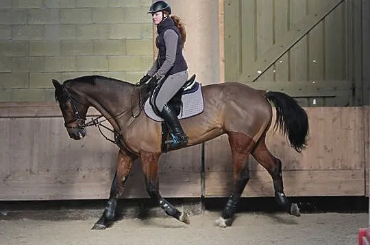 Sprzedam konia sportowego, , 