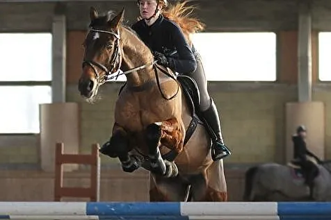 Sprzedam konia sportowego, , 