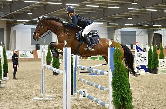 Sprzedam konia sportowego, , 