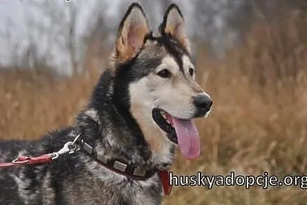 CHUCK- mądry i wesoły pies w typie rasy Alaskan Ma